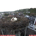 19_15-nest.jpg