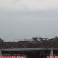 19_20-mast.jpg