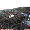 19_20-nest.jpg
