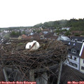19_25-nest.jpg