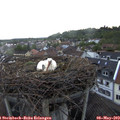 19_30-nest.jpg