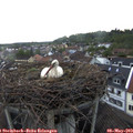 19_35-nest.jpg