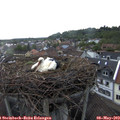 19_45-nest.jpg