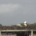 19_50-mast.jpg