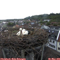 19_50-nest.jpg