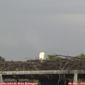19_55-mast.jpg