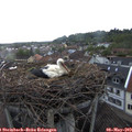 19_55-nest.jpg