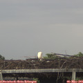 20_00-mast.jpg