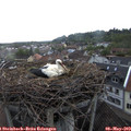 20_00-nest.jpg