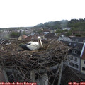 20_05-nest.jpg
