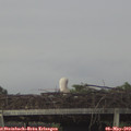 20_10-mast.jpg