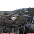 20_10-nest.jpg