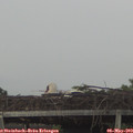 20_15-mast.jpg