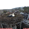 20_15-nest.jpg