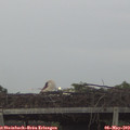 20_20-mast.jpg