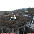 20_20-nest.jpg