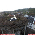 20_25-nest.jpg