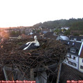 20_30-nest.jpg