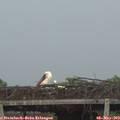 20_35-mast.jpg