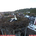 20_35-nest.jpg