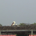 20_40-mast.jpg
