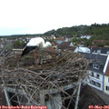 06_00-nest.jpg