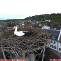 06_15-nest.jpg