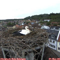 06_45-nest.jpg
