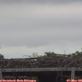 06_50-mast.jpg