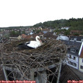 06_55-nest.jpg