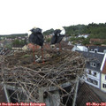 07_00-nest.jpg