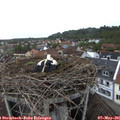 07_05-nest.jpg