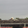 07_10-mast.jpg