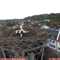 07_20-nest.jpg