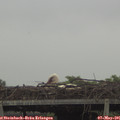 07_30-mast.jpg