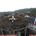 07_30-nest.jpg