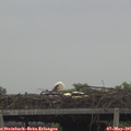 07_35-mast.jpg