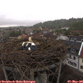 07_35-nest.jpg