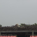 07_40-mast.jpg
