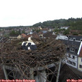 07_40-nest.jpg