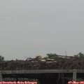 07_45-mast.jpg