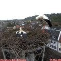07_50-nest.jpg