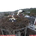 07_55-nest.jpg