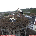 08_00-nest.jpg