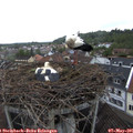 08_05-nest.jpg