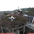 08_10-nest.jpg
