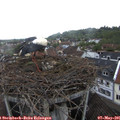 08_15-nest.jpg