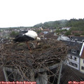 08_20-nest.jpg