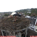 08_25-nest.jpg