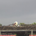 08_30-mast.jpg